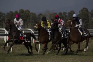 Galoppo_Chilivani_2017_ (61)